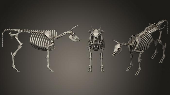 Anatomy of skeletons and skulls (ANTM_0361) 3D model for CNC machine